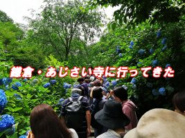 北鎌倉　明月院　あじさい寺　紫陽花寺