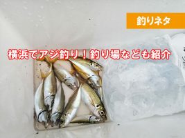 横浜でアジが釣れる場所はどのへん？