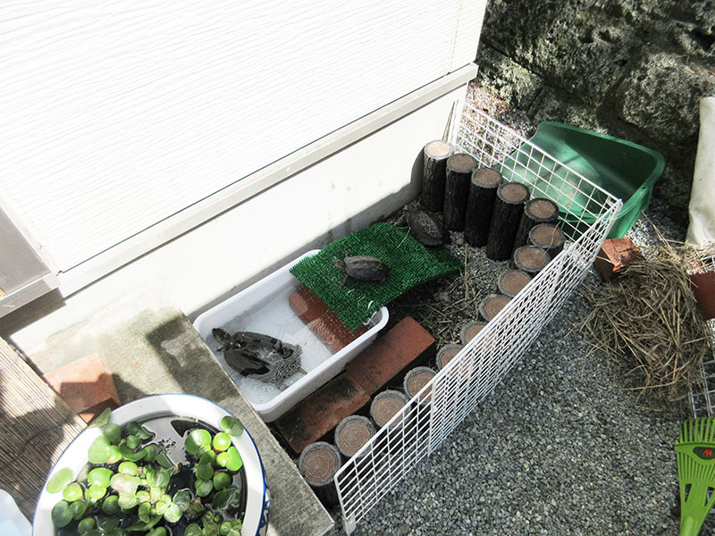 庭で亀を飼っている人のブログ