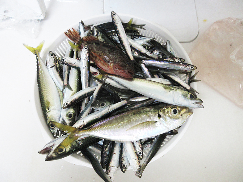 子供と海釣り　横浜で簡単に魚が釣れる場所はどこ？
