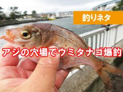 横浜　子供も安心な無料の釣り場はどこ？