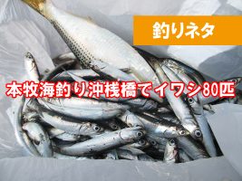 本牧海釣り施設　沖桟橋　イワシのタナ