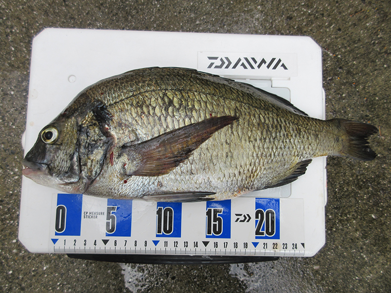 横浜　はじめての海釣り　安全に釣りができる場所はどこ？