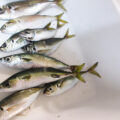 本牧海釣り施設　初心者でも釣れる？