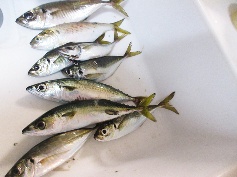 本牧海釣り施設　初心者でも釣れる？