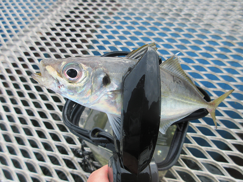 本牧海釣り施設　沖桟橋　アジの釣り方