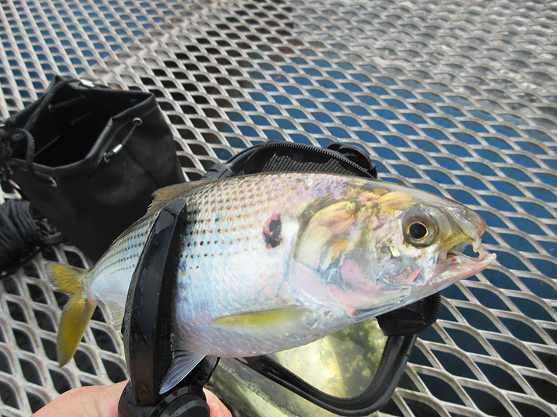本牧海釣り施設沖桟橋　サビキの釣り方