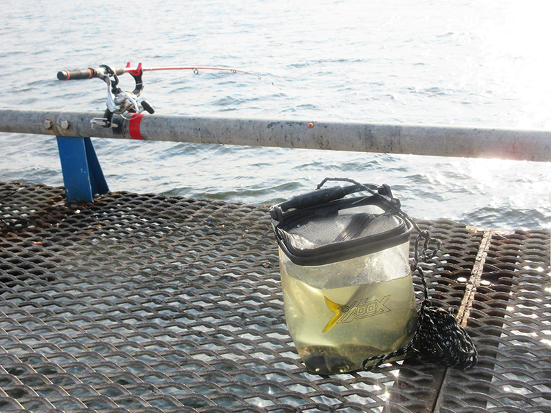 本牧海釣り施設　沖桟橋　仕掛け